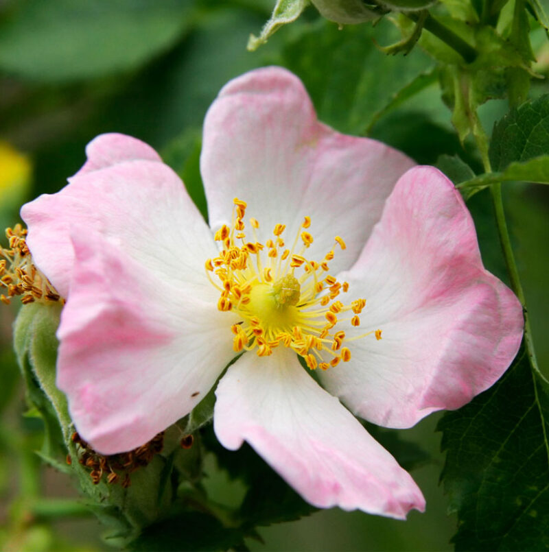 Rosa canina